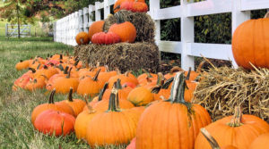 Where to Go Apple and Pumpkin Picking This Weekend