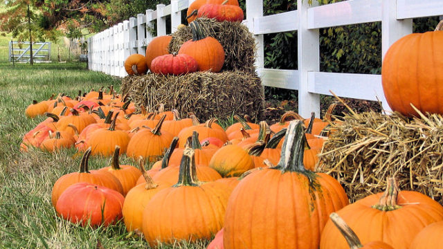 Where to Go Apple and Pumpkin Picking This Weekend